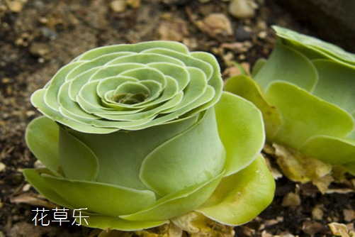 腾龙佳能口镜头日韩放荡少妇无码视频麻豆，解锁摄影新境界，艺术与科技的完美交融